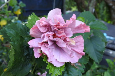 Close-up of pink rose flower