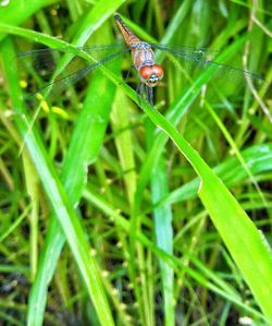 Close-up of ladybug on grass