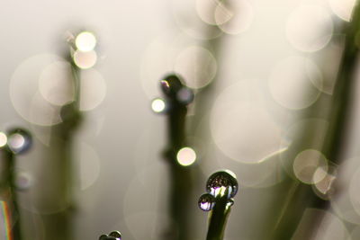 Close-up of water drops on leaf