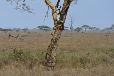 Dead tree on field against sky