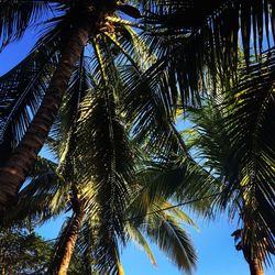 Low angle view of palm tree against blue sky