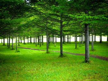 Trees in grass