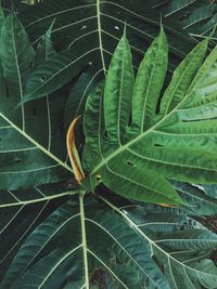 Close-up of fresh green plant