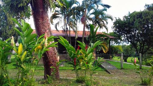 Plants by trees against sky