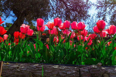 Close-up of red tulips in bloom