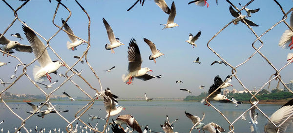 Seagulls flying over sea against sky