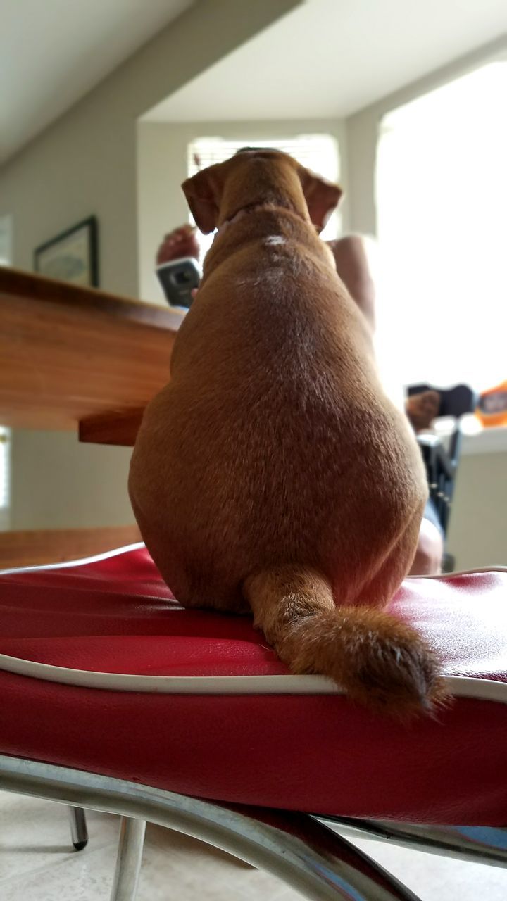 CLOSE-UP OF CAT SITTING ON FLOOR