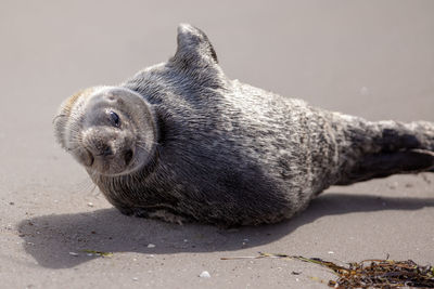 Close-up of a seal on beach