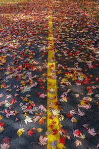 High angle view of maple leaves falling on road