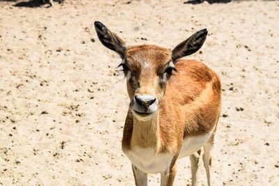 Portrait of deer