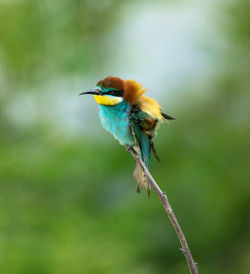 Close-up of bird perching on plant