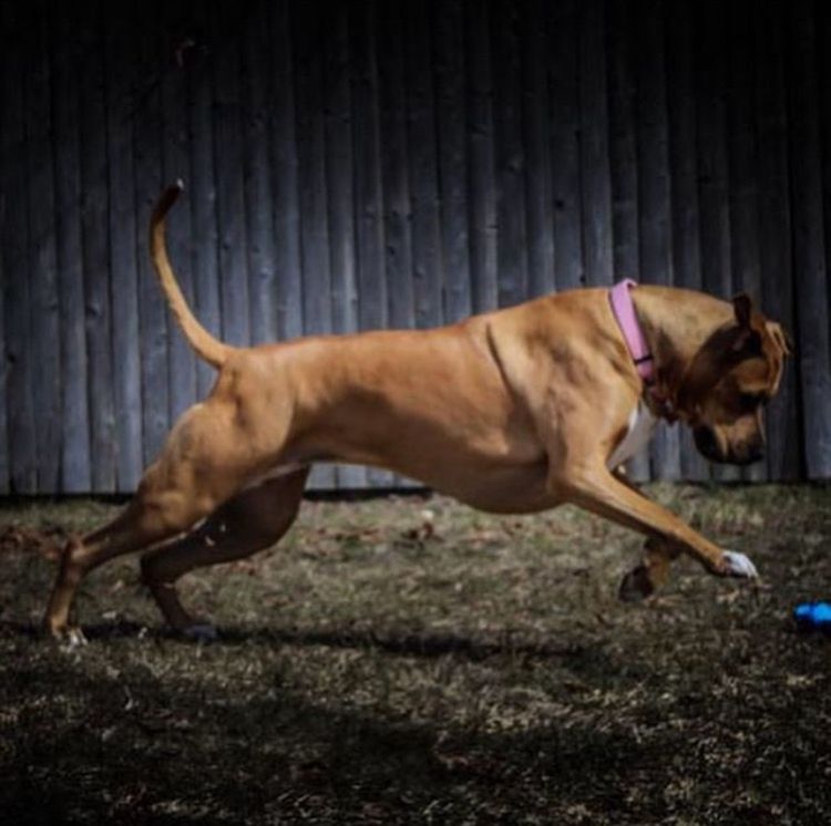 Boxerpit mix