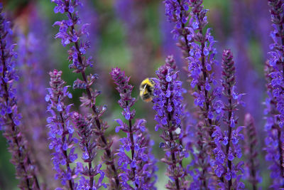 Close-up of bee on purple flowers