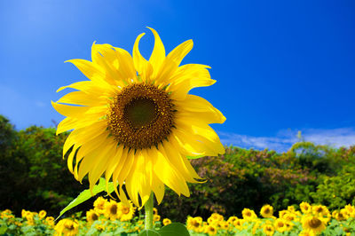 Close-up of sunflower on field against sky
