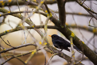 Close-up of blackbird perching on branch