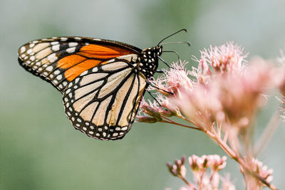 Close up image of butterfly having a snack on a pink flower