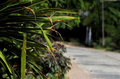Close-up of bamboo plant on road