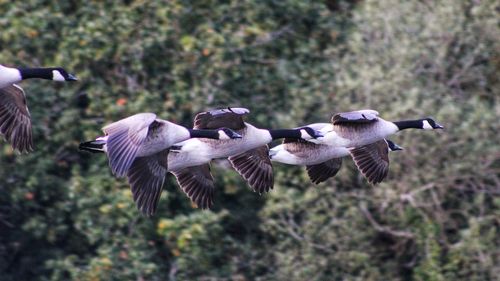 High angle view of birds flying over the field