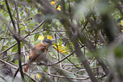 Bird perching on a tree