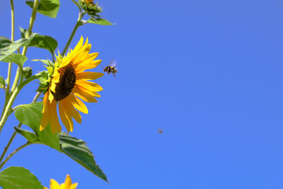 View of sunflower against blue sky