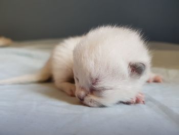 Close-up of cute cat