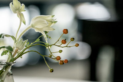 Close-up of white flowering plant