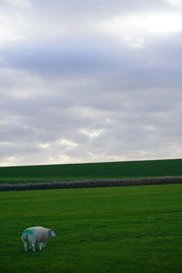cloud
