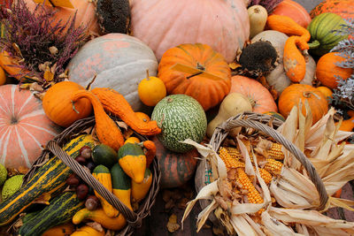 Different types of pumpkins and squashes with shining colours colours and interesting shapes 