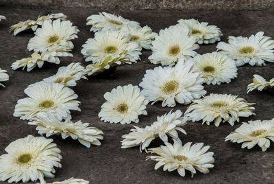 Close-up of white daisy flowers