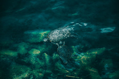 High angle view of two turtles swimming in transparent water