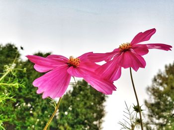 Close-up of pink flowering plant against sky