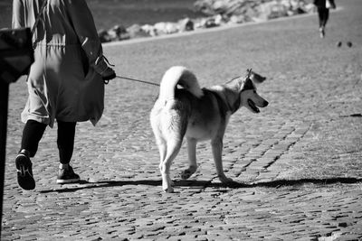 Dog walking on street