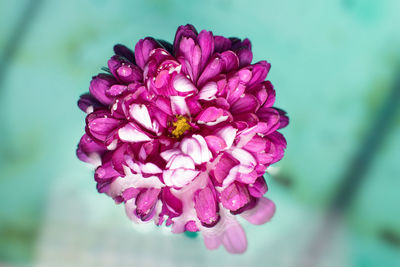 Close-up of purple flower