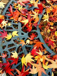 Close-up of maple leaves during autumn