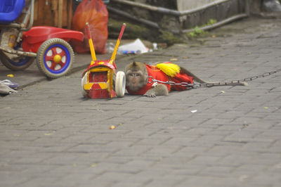 Low section of men on street