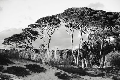 Trees on landscape against sky