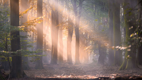 Sunlight streaming through trees in forest