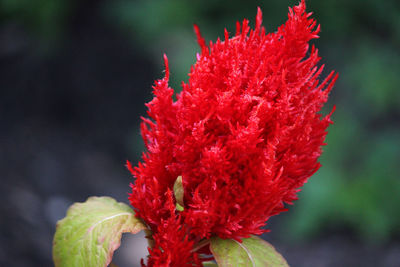 Close-up of red flower