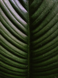 Full frame shot of green leaves