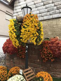 Yellow flowers blooming outdoors