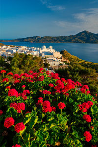 Red geranium flowers with greek village plaka on milos island in greece