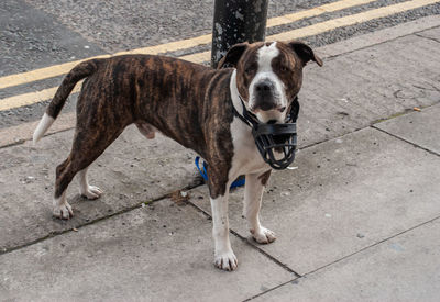 High angle view of dog standing on footpath