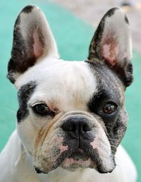 Close-up portrait of a dog