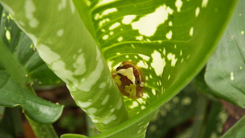 Close-up of insect on plant