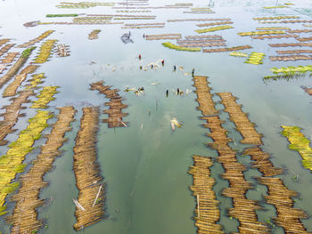 Farmers are busy separating jute fibre from stalks in a water body in natore district, bangladesh.