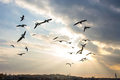 Low angle view of birds flying in sky