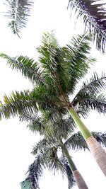 Low angle view of palm tree against clear sky