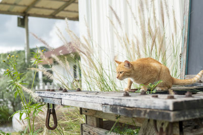 Cat looking away while standing on window