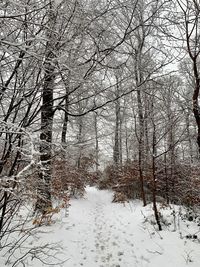 Bare trees on snow covered land