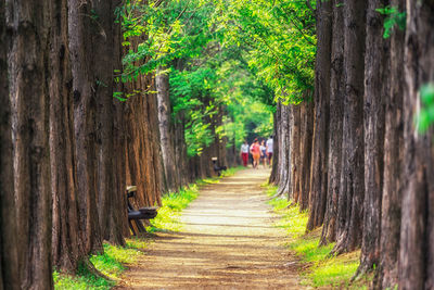 Footpath amidst trees